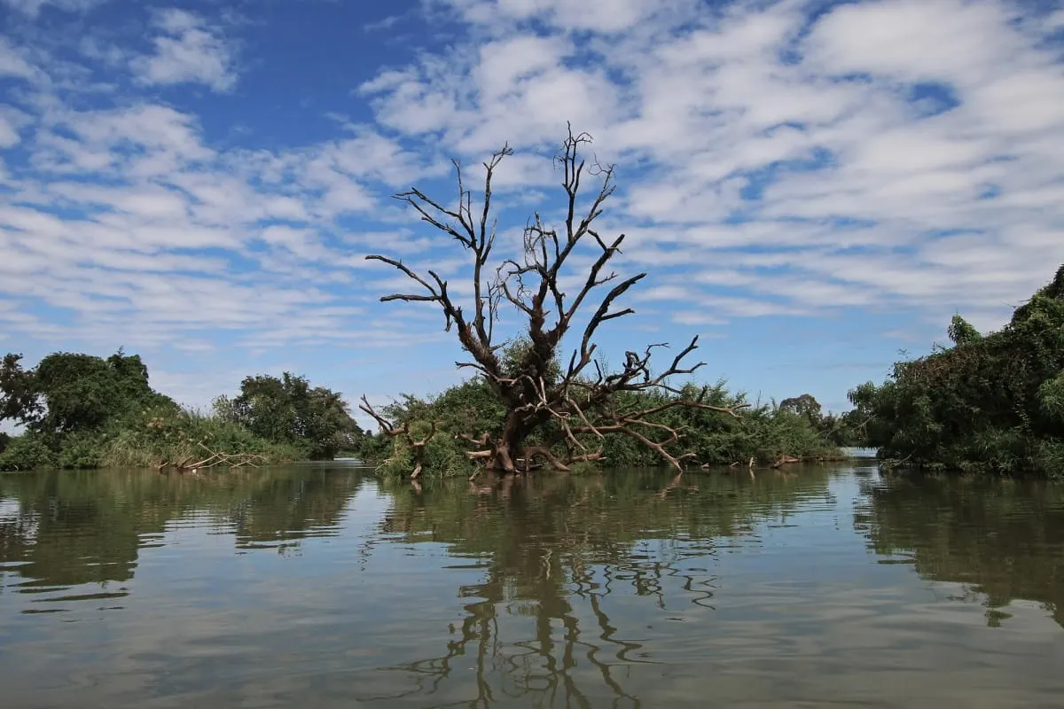 A bare dead tree reflected in calm Mekong water in the 4000 Islands.