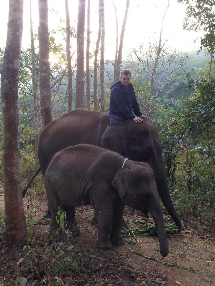 Man sitting on an elephant beside a young elephant in forest at Mae Wang