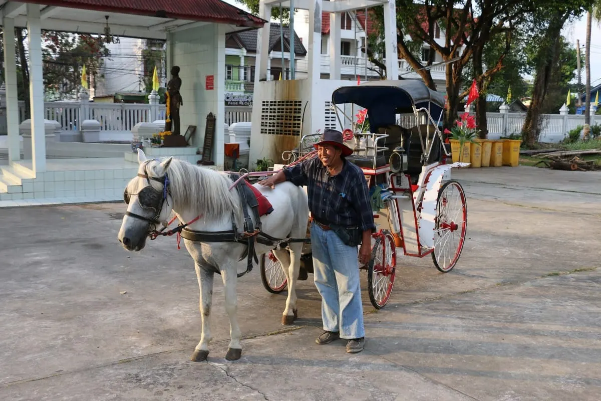 A smiling driver beside his white horse and carriage in Lampang.