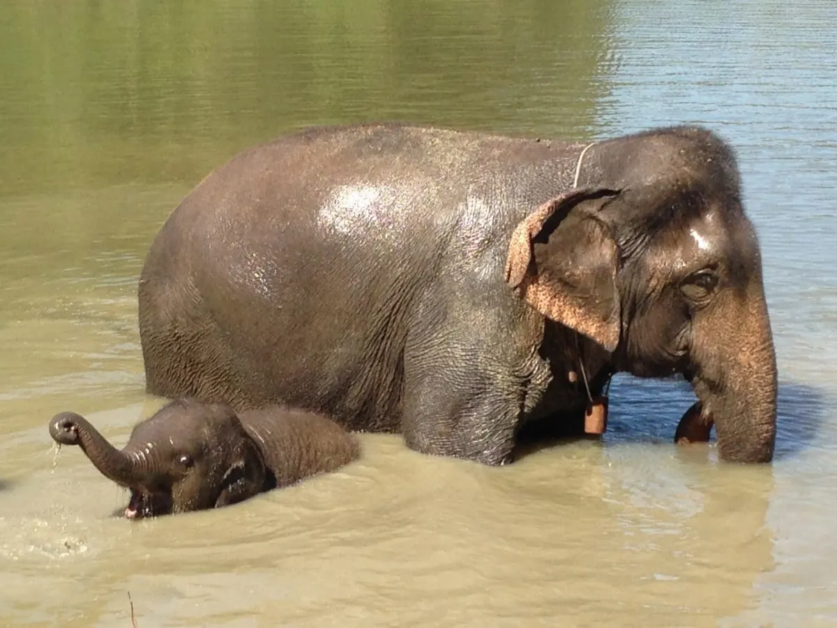 A mother elephant and her calf bathing in a river.