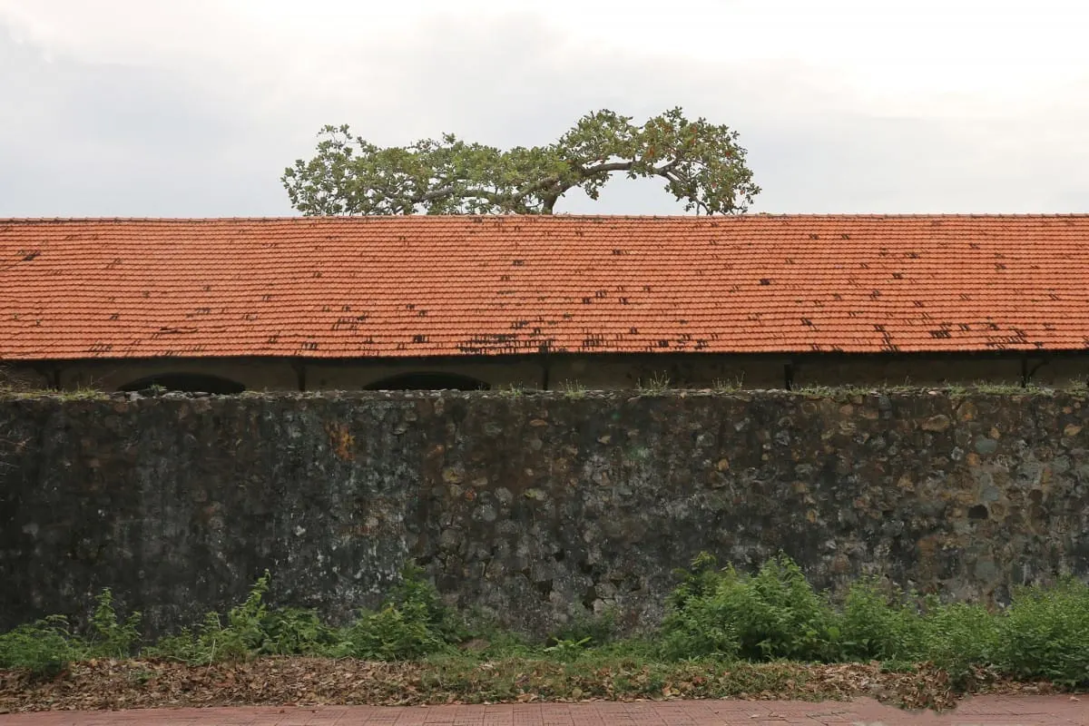 Tree rising above the tiled roof and stone wall of a Con Dao prison